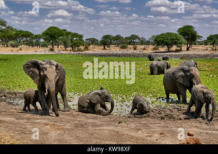 Bush africain des éléphants au waterhole, Loxodonta africana, dans le parc national de Tarangire, Tanzania, Africa Banque D'Images
