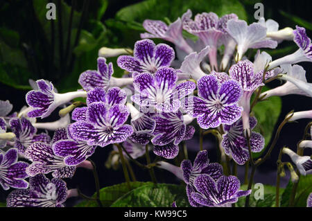 Streptocarpus (violet à pois du Cap) sur l'affichage à la Primrose Harrogate Spring Show. Yorkshire, Angleterre, Royaume-Uni. Banque D'Images