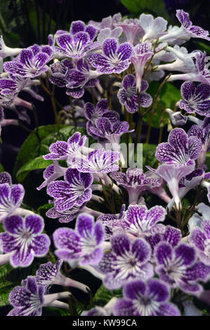 Streptocarpus (violet à pois du Cap) sur l'affichage à la Primrose Harrogate Spring Show. Yorkshire, Angleterre, Royaume-Uni. Banque D'Images