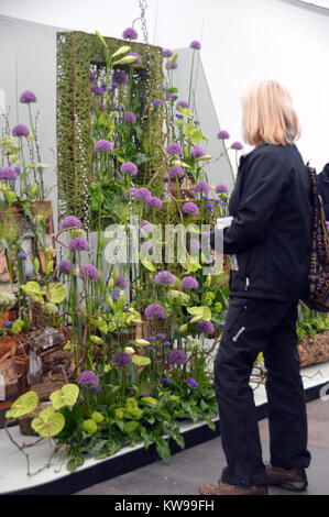 Femme seule à l'écran d'allium dans l'art floral chapiteau au Harrogate Spring Show. Yorkshire, Angleterre, Royaume-Uni. Banque D'Images