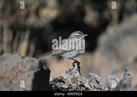 Berthelot de sprague sur cratère dans le parc national du Teide, Tenerife Banque D'Images