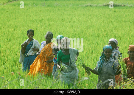 TIRUNELVELI, Tamil Nadu, Inde, circa 2009 : Femmes non identifiées retour de travailler dans les rizières, près de Tirunelveli dans le sud de l'Inde Banque D'Images
