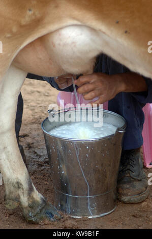 Vache laitière l'homme à la main, Tamil Nadu, Inde du Sud Banque D'Images