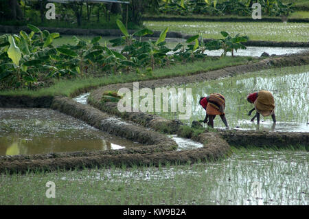 TAMIL Nadu, Inde, circa 2009 : Femmes non identifiées les planter en rizières vers 2009 au Tamil Nadu, Inde Banque D'Images