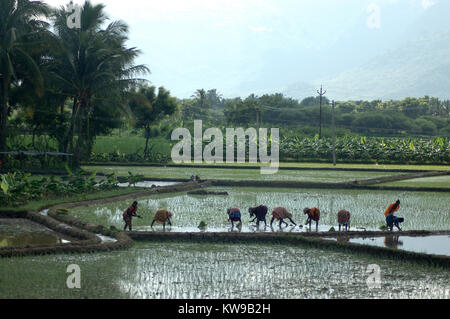 TAMIL Nadu, Inde, circa 2009 : Femmes non identifiées les planter en rizières vers 2009 au Tamil Nadu, Inde Banque D'Images