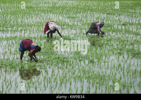 TAMIL Nadu, Inde, circa 2009 : Femmes non identifiées les planter en rizières vers 2009 au Tamil Nadu, Inde Banque D'Images