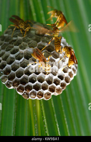 Nid de guêpes / ruche - Goala Bazar - Bangladesh Banque D'Images