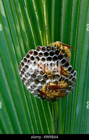 Nid de guêpes / ruche - Goala Bazar - Bangladesh Banque D'Images