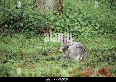 Caribou mâle mordre lui-même tout en se reposant dans une forêt à Northwest Trek Wildlife Park, près de Washington, aux États-Unis, d'Eatonville Banque D'Images