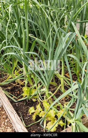 Les poireaux et la laitue commence dans un jardin lit dans Issaquah, Washington, USA. La laitue est une plante d'accompagnement pour les poireaux. Banque D'Images