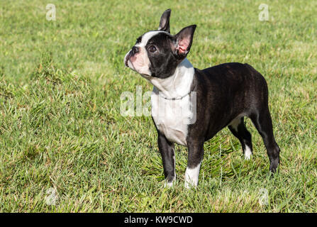 Pure race noir et blanc Bouledogue français chien debout dans grass field Banque D'Images