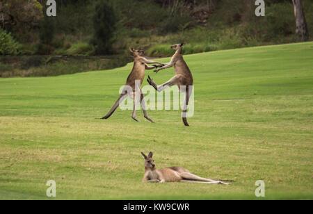Deux hommes indigènes australiens kangourous combats en pelouse derrière kangourou femelle au repos Banque D'Images