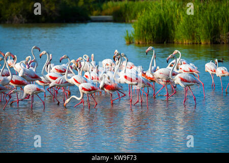 Volée de flamants roses (Phoenicopterus roseus plus) dans le Parc National de Camargue - Flamants Roses, Parc Naturel Régional de Camargue, Provence-alpes-côte Banque D'Images