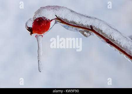 Une photo d'une rose musquée sauvage et il y a une épaisse couche de pluie verglaçante sur elle après une tempête de glace. Banque D'Images