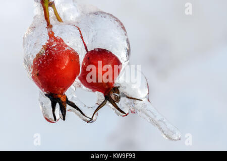 Une photo d'une rose musquée sauvage et il y a une épaisse couche de pluie verglaçante sur elle après une tempête de glace. Banque D'Images