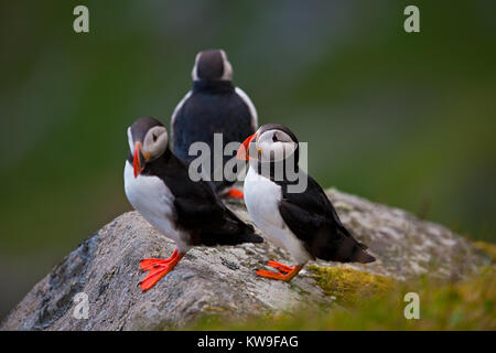 Macareux moine (Fratercula arctica) Runde Island, Norway Banque D'Images