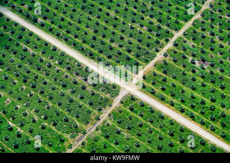 Vue aérienne de la plantation de palmiers à huile sur l'île de Guadalcanal dans les Îles Salomon Banque D'Images