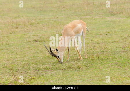 Libre de Grant (Gazella granti robertsi, ou "wala granti' en Swaheli) dans le parc national du Ngorongoro, en Tanzanie Banque D'Images