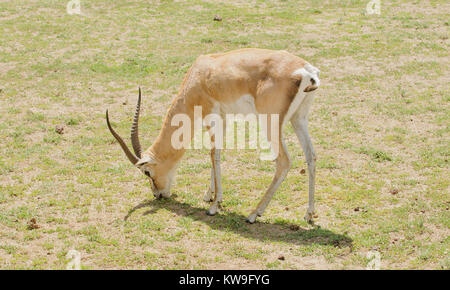 Libre de Grant (Gazella granti robertsi, ou "wala granti' en Swaheli) dans le parc national du Ngorongoro, en Tanzanie Banque D'Images