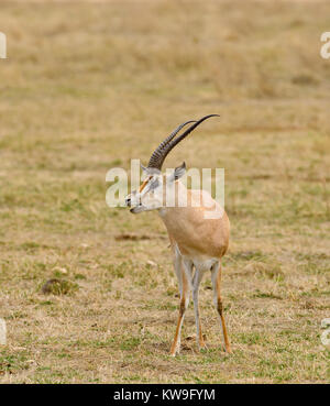 La gazelle de Grant gros plan (nom scientifique : Gazella granti robertsi, ou "wala granti' en Swaheli) dans le parc national de Ngorogoro, Tanzanie Banque D'Images