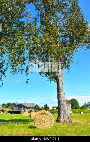 Bottes de foin dans le champ avec un grand arbre, en face d'une maison de campagne avec une grange blanche derrière elle - situé dans le nord-ouest du Pacifique beauitul countrysid Banque D'Images