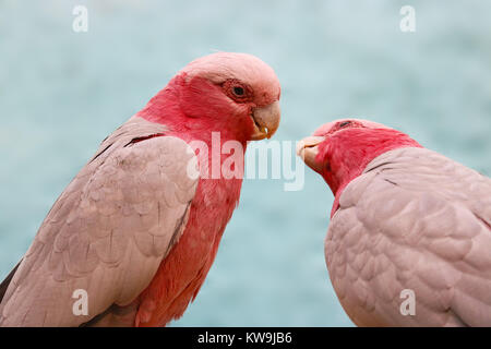 Un couple de cacatoès rosalbin cacatoès rose (eolophus roseicapilla) de commencer à baiser Banque D'Images