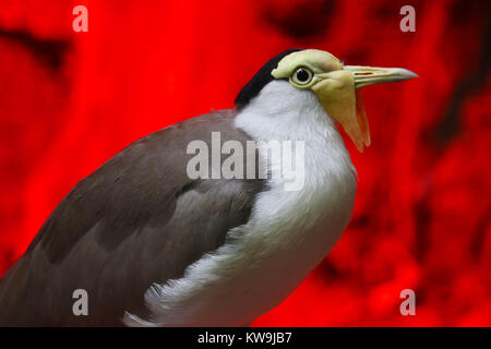 Masked sociable (vanellus miles) en vue de profil devant un fond rouge lumineux éclairé par une lampe de chauffage Banque D'Images