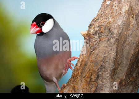 (Java sparrow Padda oryzivora) grimpant sur un tronc d'arbre Banque D'Images