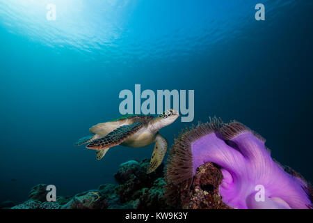 Femme Tortue verte (Chelonia mydas), près de la mer une anémone violette Banque D'Images