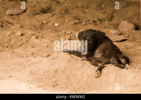 Un petit chiot noir jette dans la saleté d'essayer de refroidir un jour chaud dans l'Amazonie colombienne. Banque D'Images