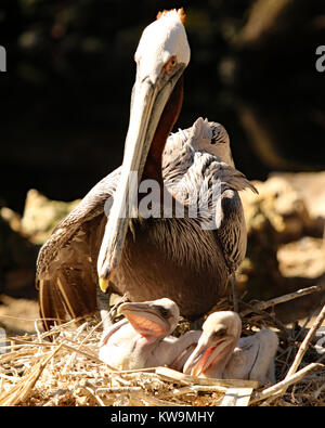 Pelican en nid avec deux bébés, Floride Banque D'Images