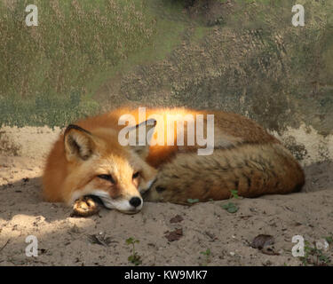 Le renard roux (Vulpes vulpes) prendre une sieste Banque D'Images