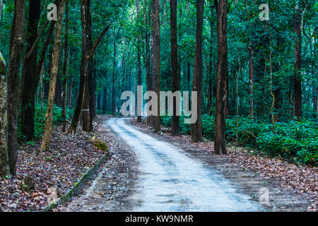 Shorea robusta, également connu sous le nom de sakhua ou tous les arbres shala sur Jim Corbett National Park Banque D'Images