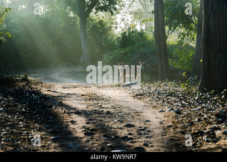 Cerfs tachetés de soleil soleil dans la brume du matin à Jim Corbett National Park Banque D'Images