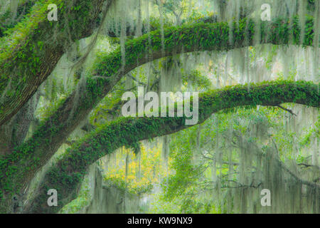 Airplants, épiphytes, Résurrection de fougères, de la mousse espagnole, croissant sur les chênes vivent, en Caroline du Sud, USA, par Bill Lea/Dembinsky Assoc Photo Banque D'Images