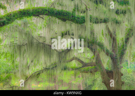 Airplants, épiphytes, Résurrection de fougères, de la mousse espagnole, croissant sur les chênes vivent, en Caroline du Sud, USA, par Bill Lea/Dembinsky Assoc Photo Banque D'Images