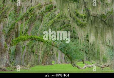 Airplants, épiphytes, Résurrection de fougères, de la mousse espagnole, croissant sur les chênes vivent, en Caroline du Sud, USA, par Bill Lea/Dembinsky Assoc Photo Banque D'Images