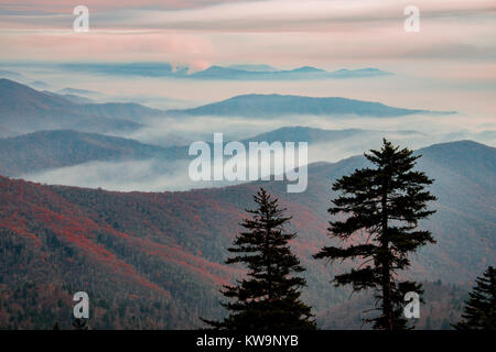 Le lever du soleil, Clingman's Dome, épinette rouge, Great Smoky Mountains NP, TN, États-Unis d'Amérique, par Bill Lea/Dembinsky Assoc Photo Banque D'Images