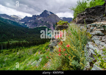 Améliorer la vue de fleurs sauvages aile Ange et Mt. Gould de la Grinnell Glacier dans le parc national des Glaciers Banque D'Images