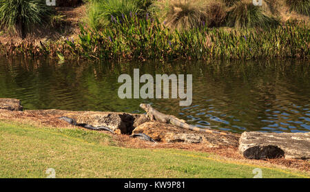 Green iguana, scientifiquement appelée Iguana iguana, soleils lui-même à côté d'un étang sur un terrain de golf en Floride Banque D'Images