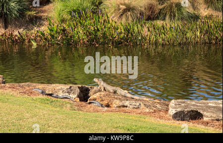 Green iguana, scientifiquement appelée Iguana iguana, soleils lui-même à côté d'un étang sur un terrain de golf en Floride Banque D'Images