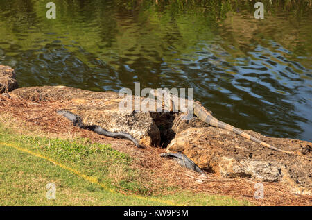 Green iguana, scientifiquement appelée Iguana iguana, soleils lui-même à côté d'un étang sur un terrain de golf en Floride Banque D'Images