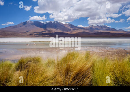 Laguna Honda au sud Lipez Altiplano reserva Eduardo Avaroa, Bolivie Banque D'Images