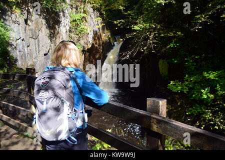 Une femme s'appuyant sur une clôture à la tuyère à Hollybush sur la rivière Twiss partie de la chutes d'Ingleton Promenade dans le Parc National des Yorkshire Dales. Banque D'Images