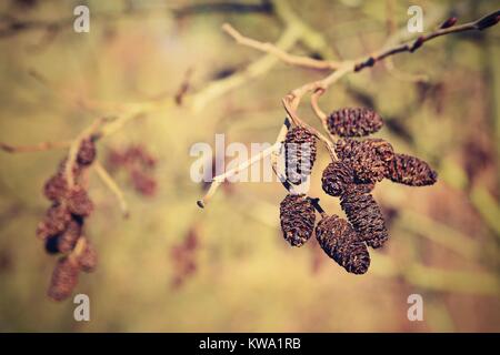 Alder avec chatons. Cadre naturel magnifique arrière-plan coloré avec un arbre et des branches. (Corylus avellana) Banque D'Images