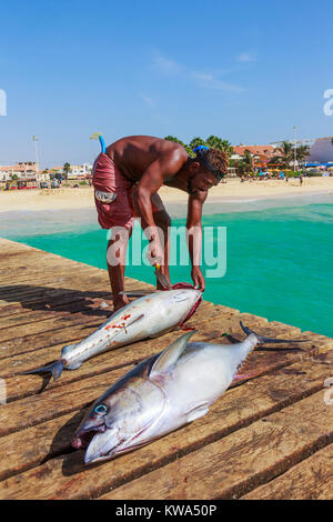 L'éviscération de l'homme local un thon fraîchement pêché sur la jetée de Santa Maria, île de Sal, Salina, Cap Vert, Afrique Banque D'Images