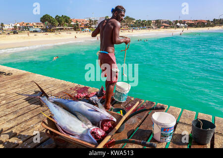 Les pêcheurs locaux vidés et la préparation au thon fraîchement pêché sur la jetée en bois à Santa Maria, île de Sal, Salina, Cap Vert, Afrique Banque D'Images