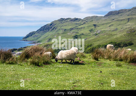 Moutons et chèvres à la baie appelée Camas nan Geall, Ardnamurchan, Ecosse Banque D'Images