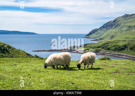 Moutons et chèvres à la baie appelée Camas nan Geall, Ardnamurchan, Ecosse Banque D'Images