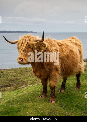 Sur le Highland cattle, automne 2017 la péninsule de Walcourt Banque D'Images